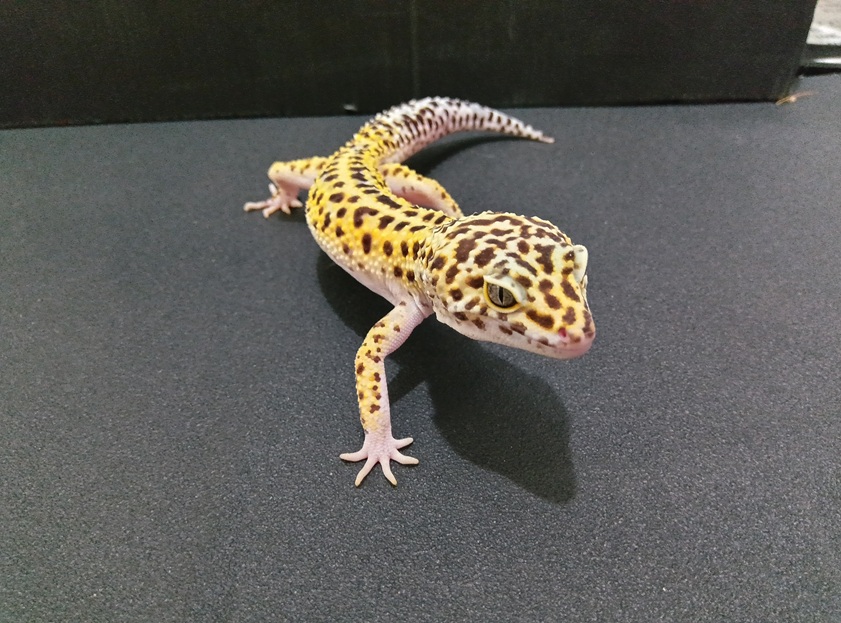 ヤモリ|Arium